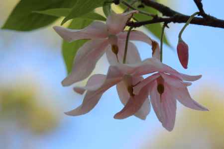 京都府立植物園のメリオデンドロンクシロカルプム