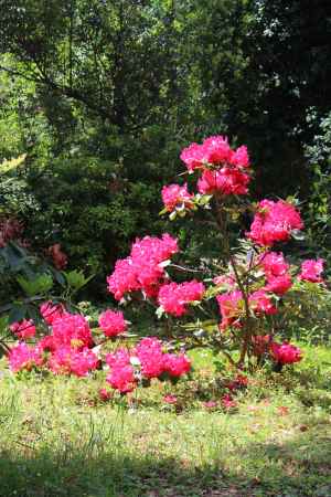 京都府立植物園　しゃくなげ