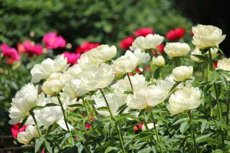 京都府立植物園　しゃくやく