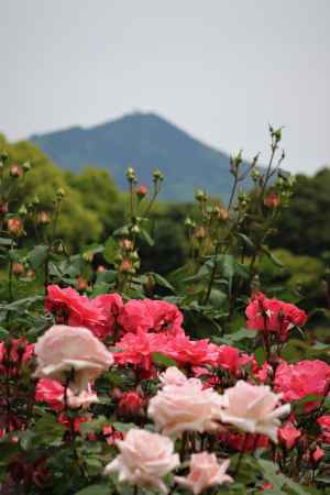 京都府立植物園　バラと比叡山