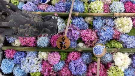 柳谷観音楊谷寺　あじさい