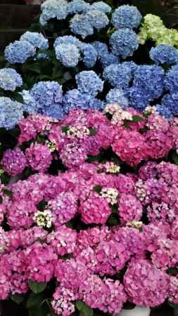 柳谷観音楊谷寺　あじさい