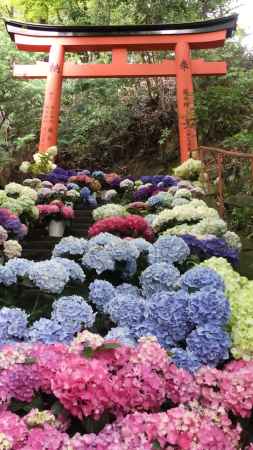 柳谷観音楊谷寺　あじさい