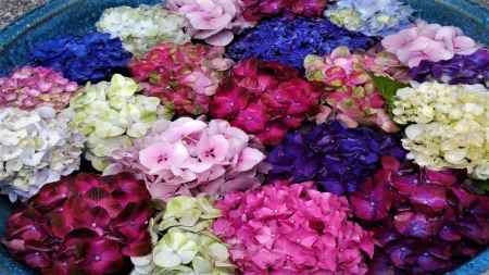 柳谷観音楊谷寺　あじさい