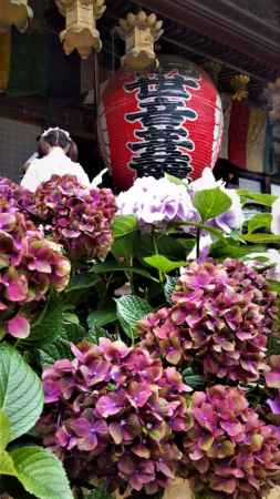 柳谷観音楊谷寺　あじさい