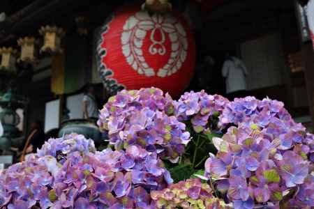 柳谷観音楊谷寺　あじさい