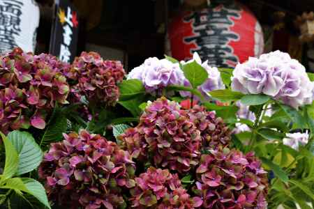 柳谷観音楊谷寺　あじさい4
