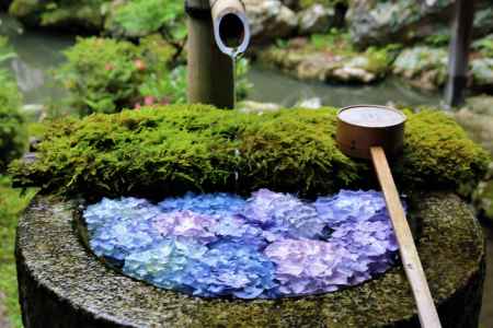 柳谷観音楊谷寺　あじさい5