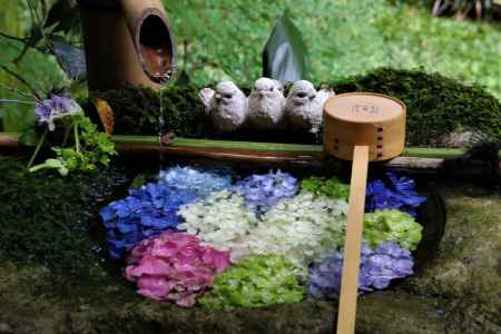 柳谷観音楊谷寺　あじさい6