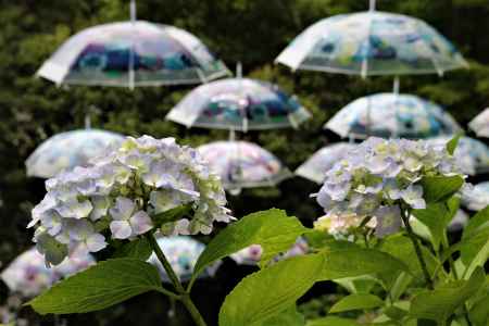 柳谷観音楊谷寺　あじさい7
