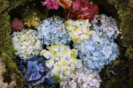 柳谷観音楊谷寺　あじさい1