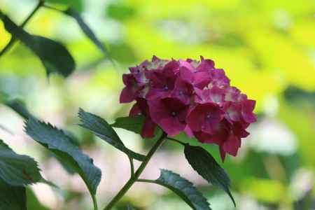 京都府立植物園　あじさい