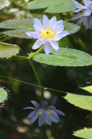 京都府立植物園　睡蓮
