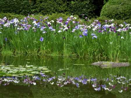 平安神宮　神苑の花菖蒲