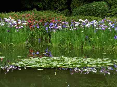 平安神宮　神苑の花菖蒲