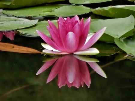 平安神宮　神苑の睡蓮