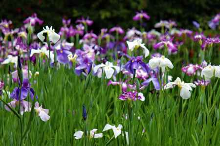平安神宮　神苑　花菖蒲