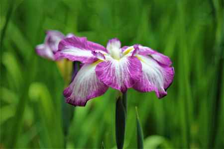 平安神宮　神苑　花菖蒲