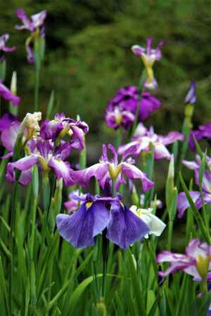 平安神宮　神苑　花菖蒲