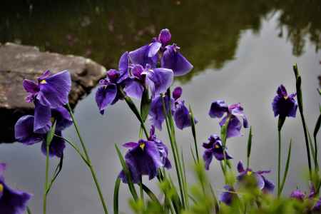 平安神宮　神苑　花菖蒲
