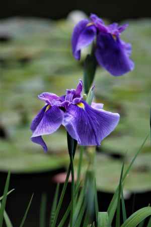 平安神宮　神苑　花菖蒲