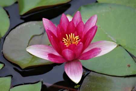 平安神宮　神苑の睡蓮