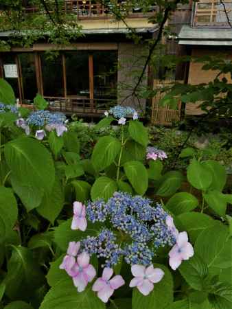 祇園　白川のあじさい