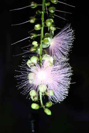 京都府立植物園　夜花サガリバナ