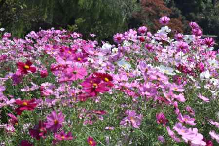 京都府立植物園　コスモス
