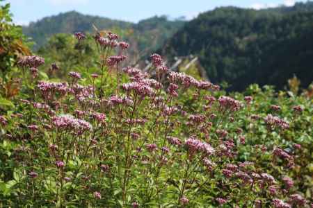 美山かやぶきの里　藤袴