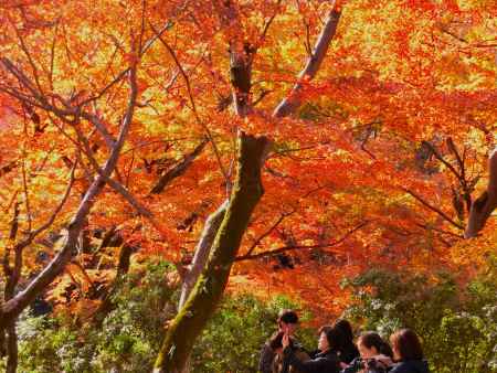 宝厳院の紅葉