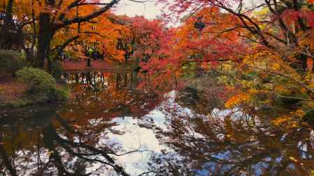 京都府立植物園　紅葉3