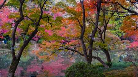 京都府立植物園　紅葉