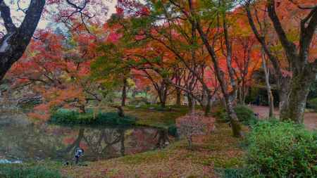 京都府立植物園　紅葉2
