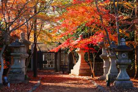 北野天満宮紅葉