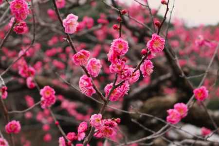 虚空蔵法輪寺の梅3