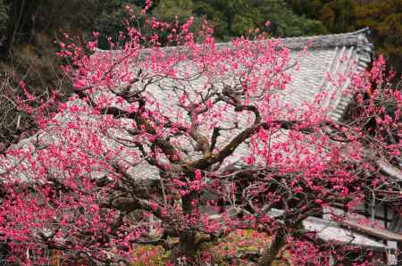 虚空蔵法輪寺の梅