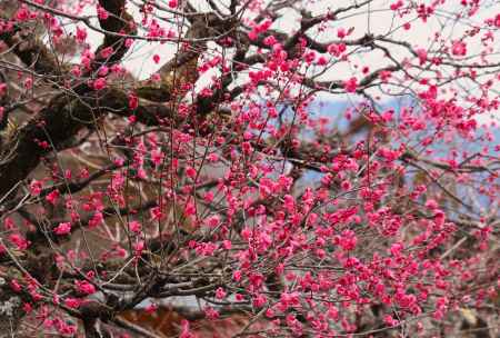 虚空蔵法輪寺の梅7