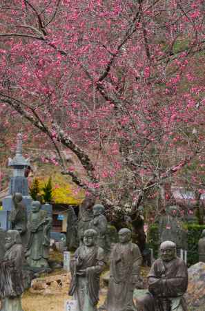 嵐山　五百羅漢と紅梅