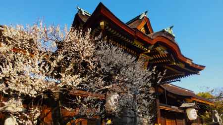 北野天満宮と白梅