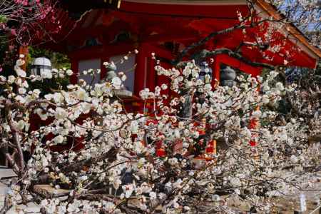 北野天満宮の梅