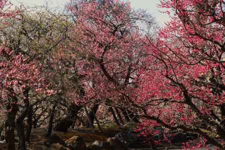 北野天満宮　梅林