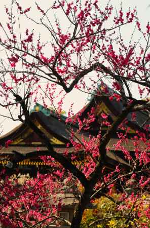 北野天満宮の梅6