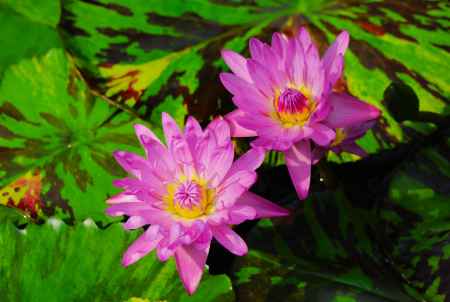 京都府立植物園　睡蓮