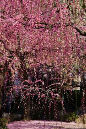 城南宮　枝垂れ梅