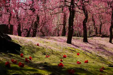 城南宮　枝垂れ梅と椿