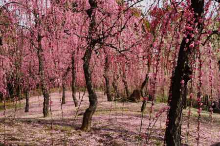 城南宮　枝垂れ梅2