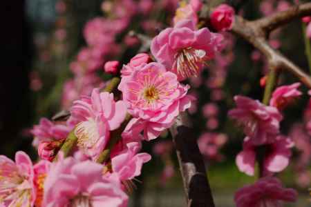 城南宮　枝垂れ梅3