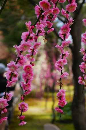 城南宮　枝垂れ梅5