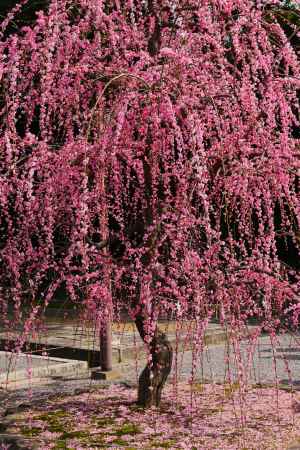 城南宮　枝垂れ梅7